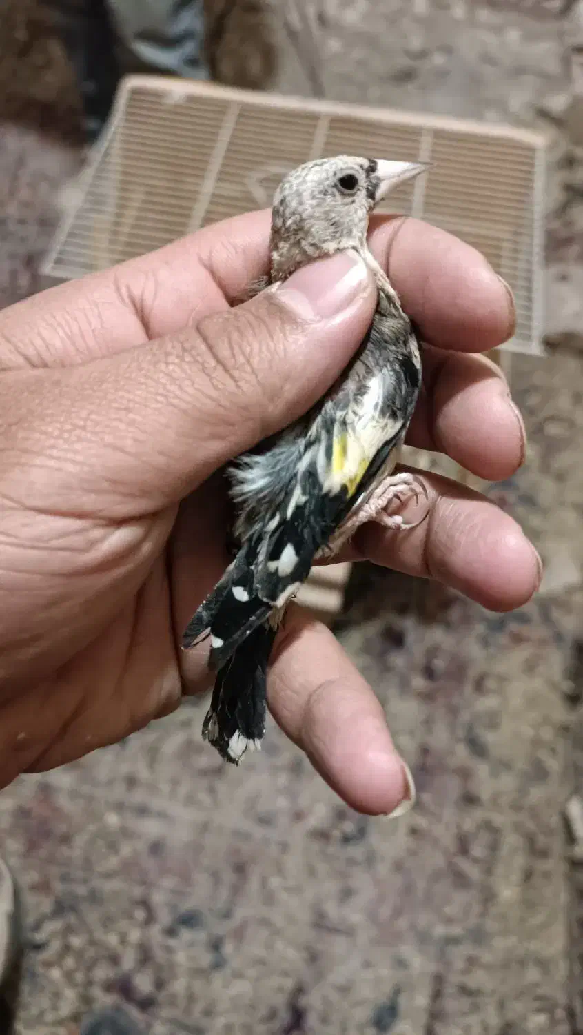 جوجه سهره چهار گل رسمی ودورگ کرمونی لپ سفید|پرنده|تربت جام, شهرک معلم|دیوار