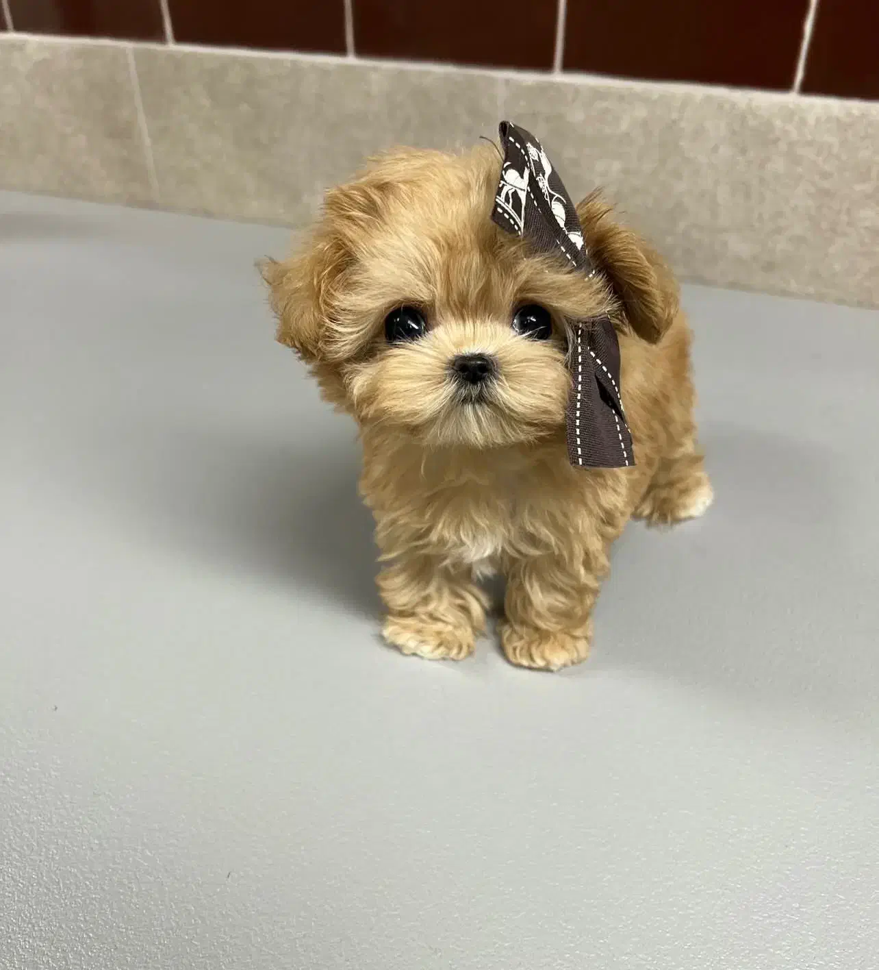 پودل مالتیز مینی|سگ|تهران, حر|دیوار