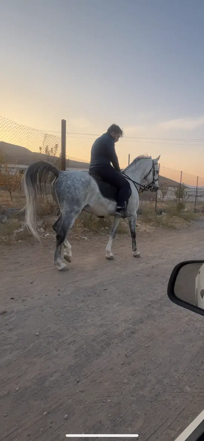 اسب کرد|اسب و تجهیزات اسب‌سواری|تبریز, |دیوار