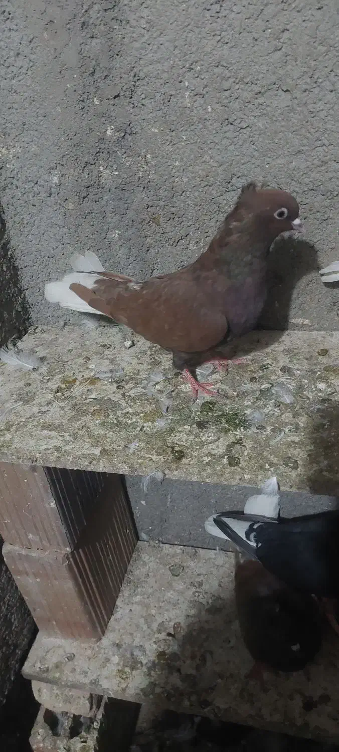 کبوتر رنگی|پرنده|کلاله, |دیوار