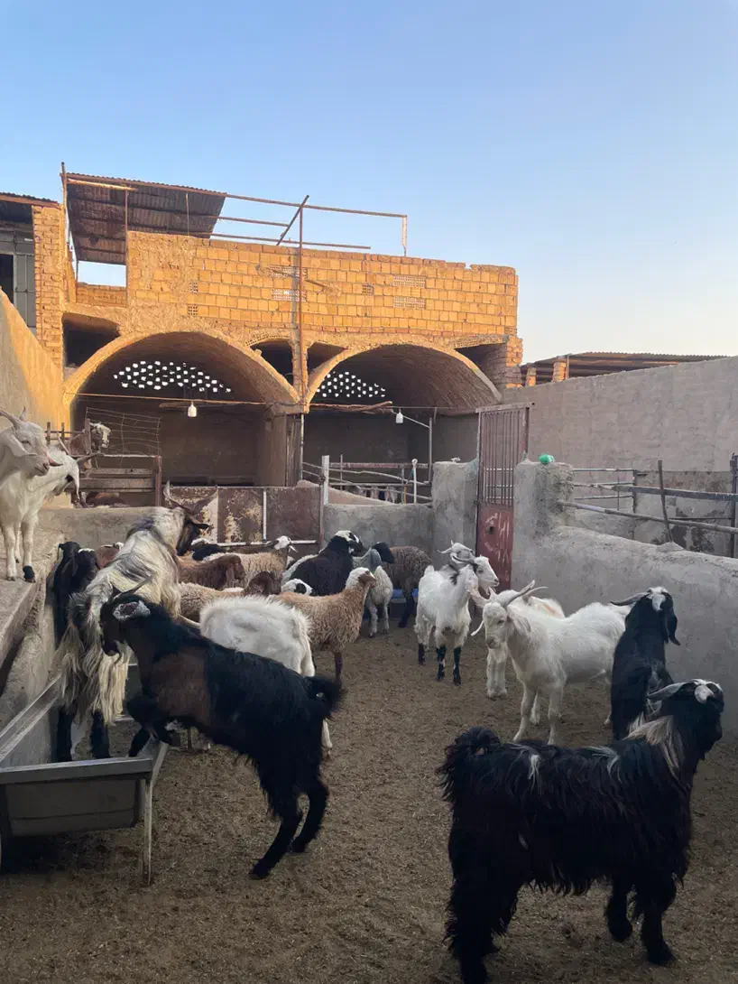 بز و بزغاله|حیوانات مزرعه|کاشان, طاهرآباد|دیوار