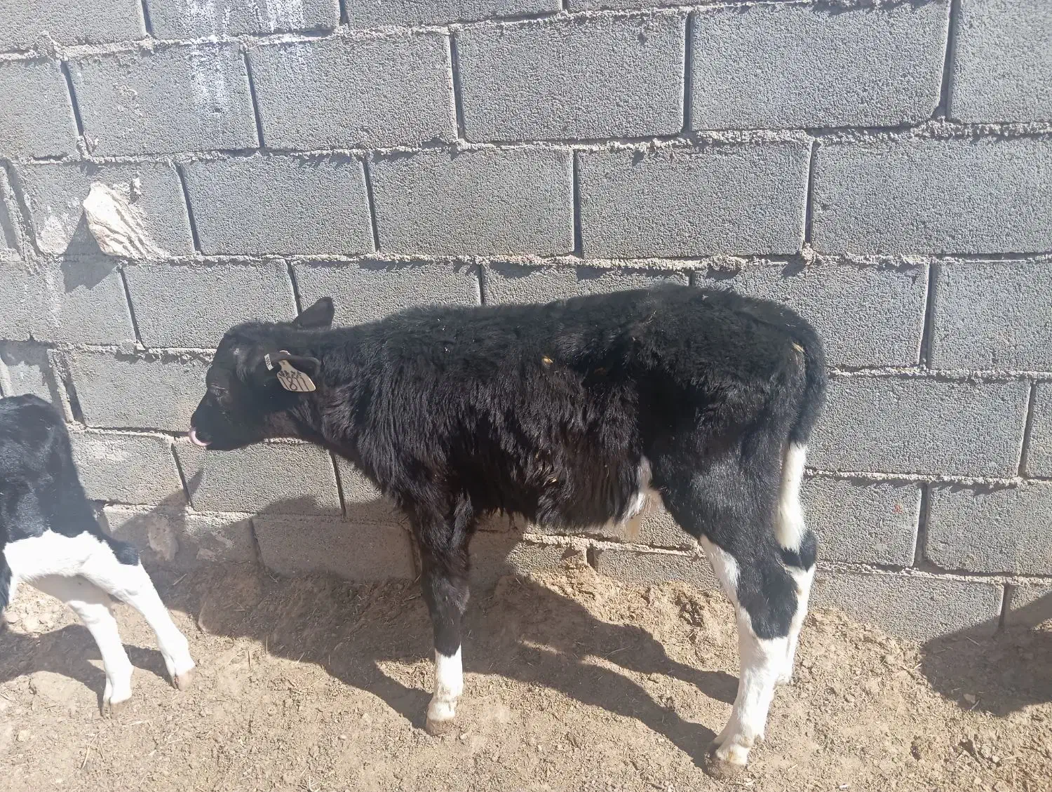 گوساله نر|حیوانات مزرعه|شهرضا, |دیوار