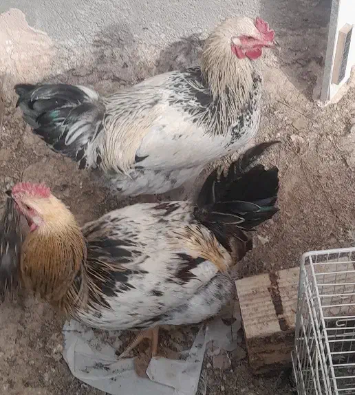 فروش ۲عدد خروس و تعدادی جوجه گلپایگانی|حیوانات مزرعه|نیشابور, شهید جعفری|دیوار