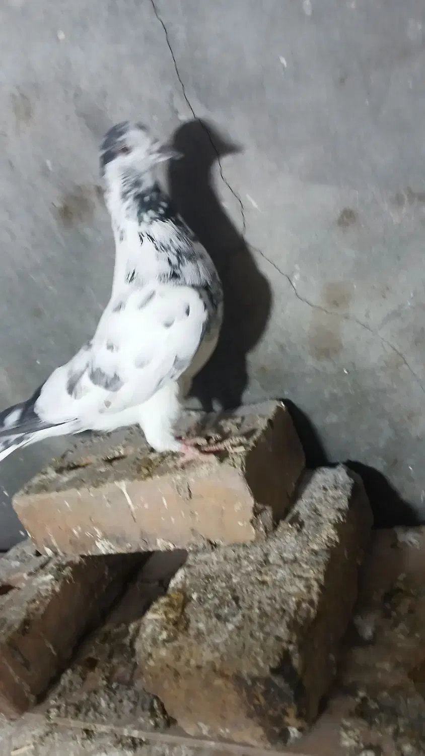 کبوتر|پرنده|مرند, |دیوار