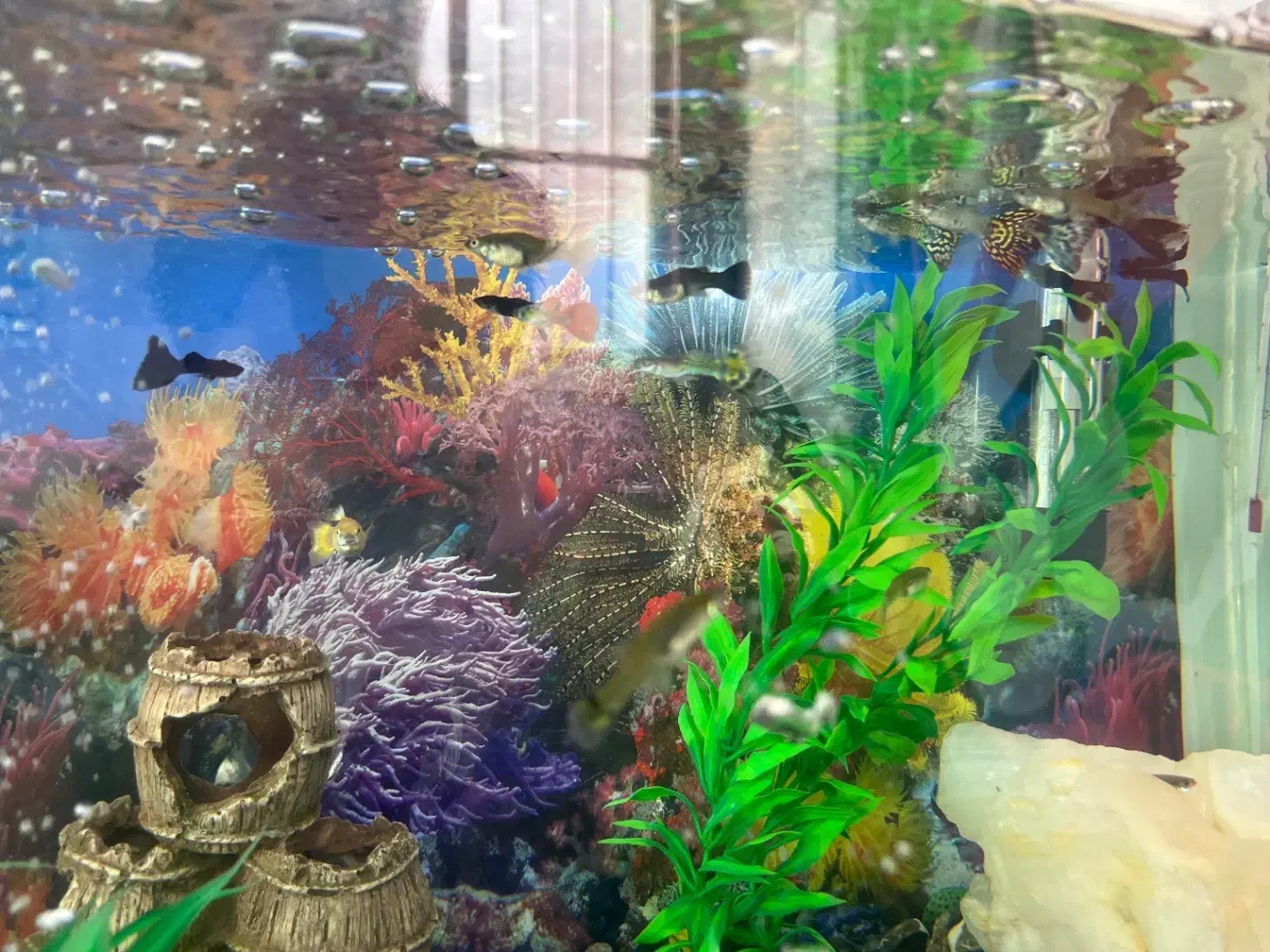 ماهی گوپی|ماهی|سنندج, |دیوار