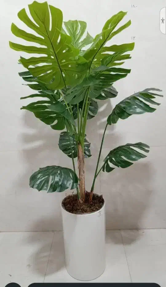 درختچه مصنوعی|گل مصنوعی|بندر کنگان, |دیوار