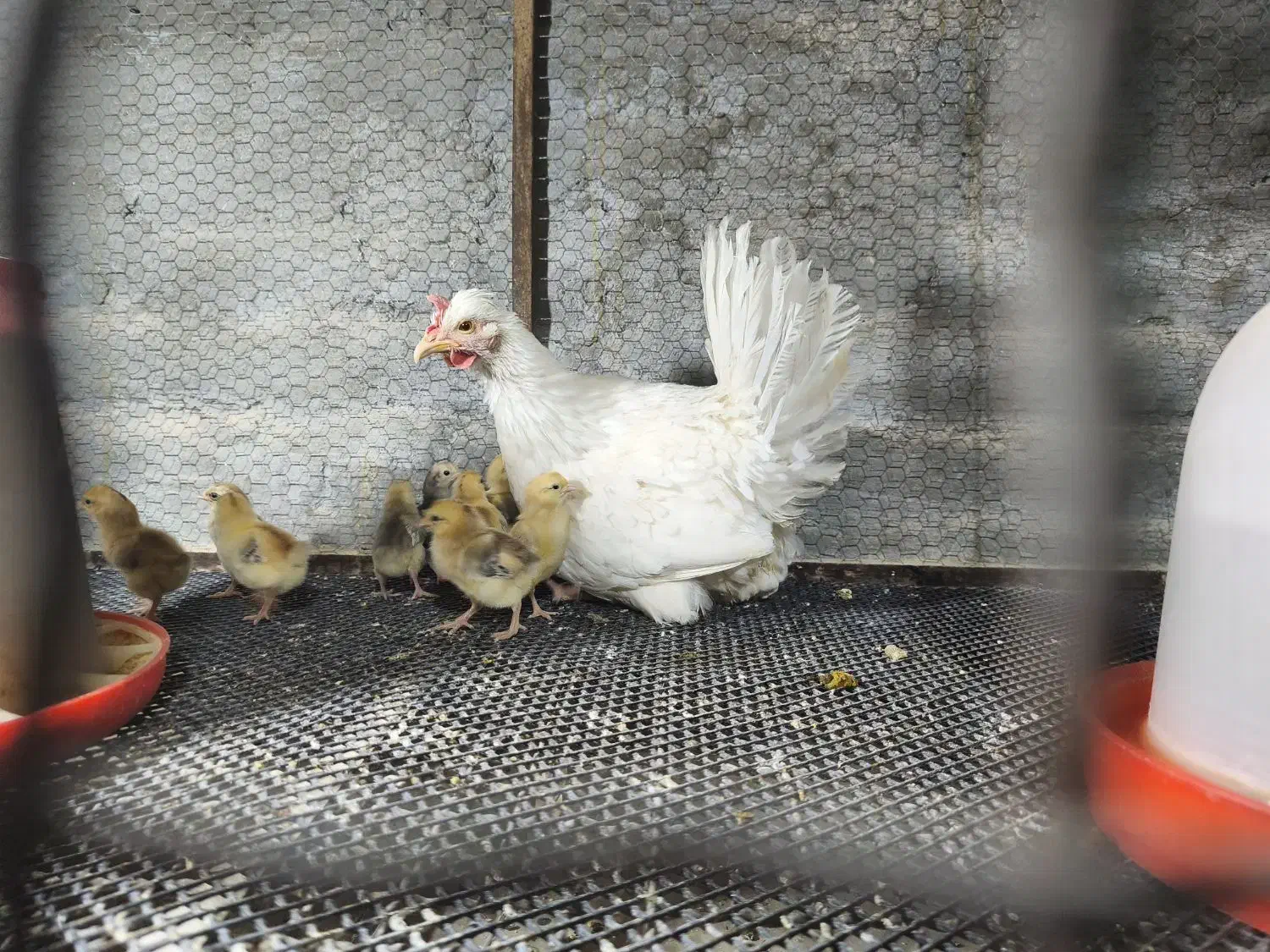 مرغ گلین لری با جوجه|حیوانات مزرعه|هشتگرد, هیو|دیوار