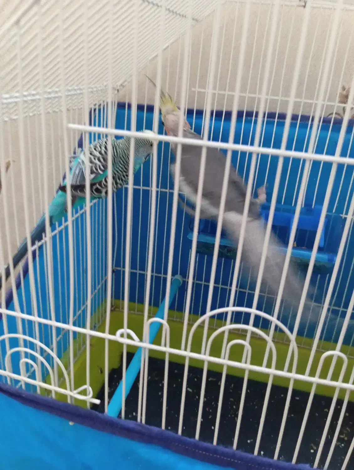 مرغ عشق و عروس هلندی|پرنده|سنندج, |دیوار