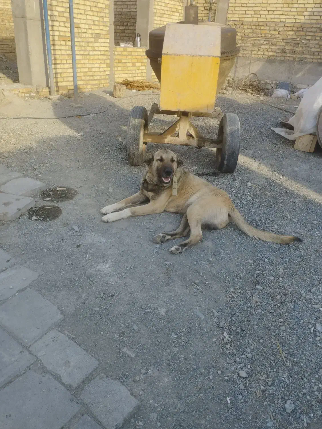 واگذاری سگ سرابی|سگ|خوی, |دیوار