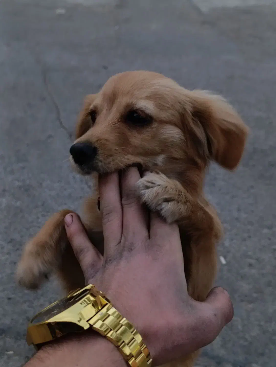 سگ گمشده|حیوانات|ورامین, خیر آباد|دیوار