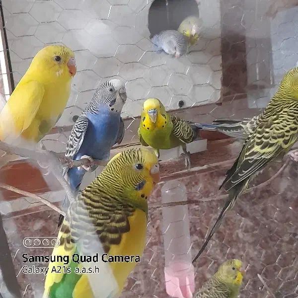 مرغ عشق سالم ضمانتی|پرنده|ایرانشهر, |دیوار