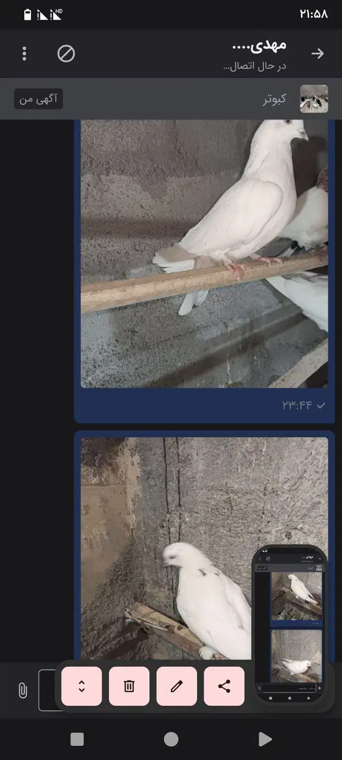 طوقی و پر|پرنده|شهرکرد, |دیوار