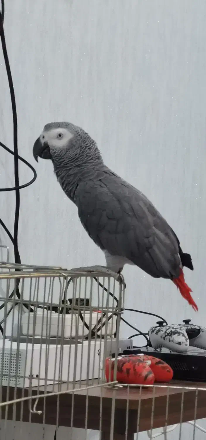 کاسکو سخنگو و دستی و رام|پرنده|جم, |دیوار