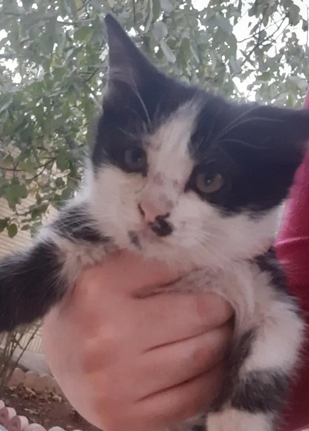 واگذاری بچه گربه|گربه|شهرکرد, |دیوار