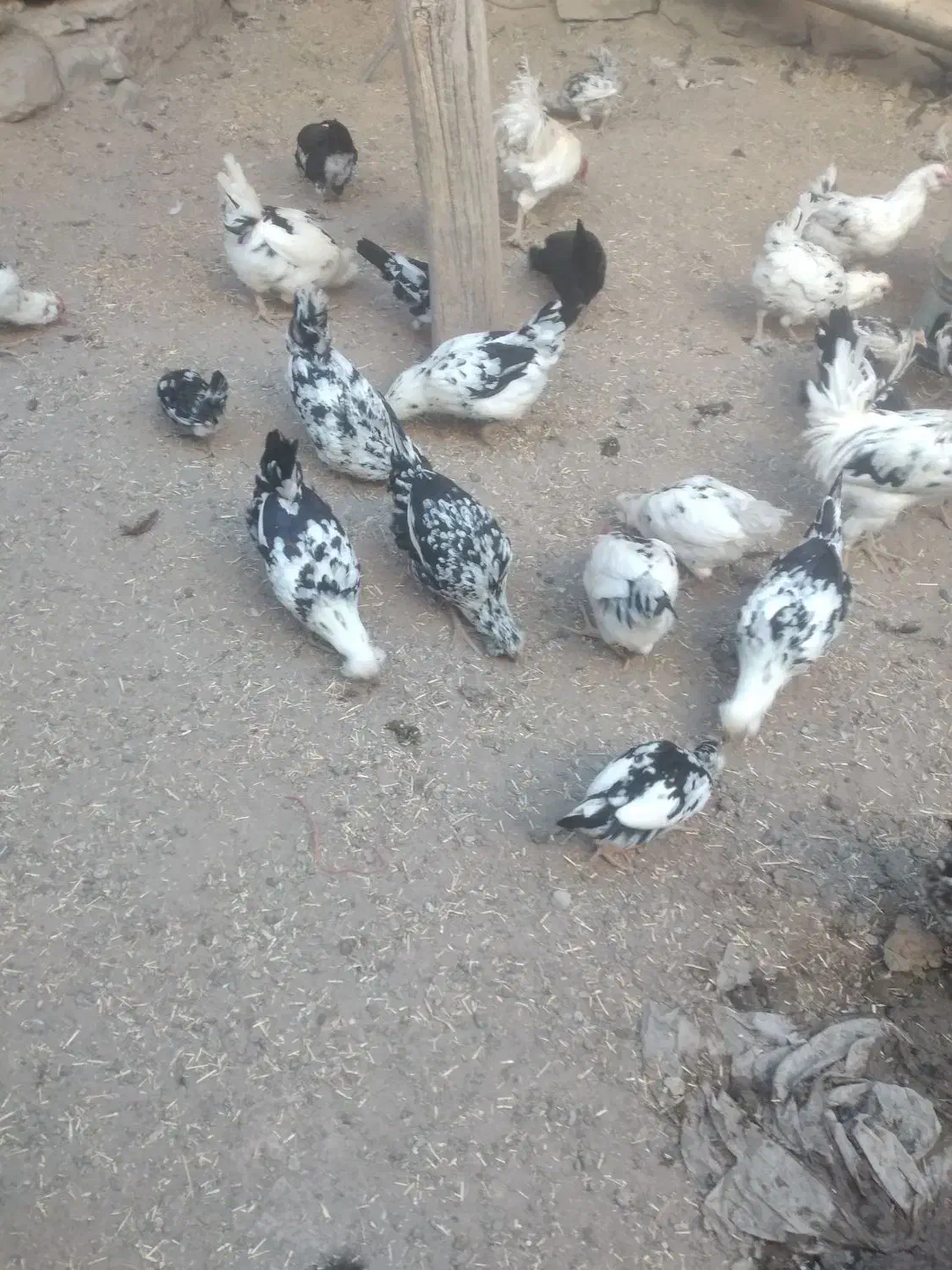 فروش تعداد مرغ و خروس گلین زیبا و اصل|حیوانات مزرعه|دهگلان, |دیوار