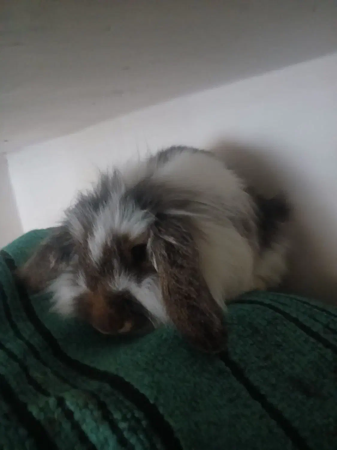 خرگوش پشمالو ماده|موش و خرگوش|فردوس (خراسان), |دیوار