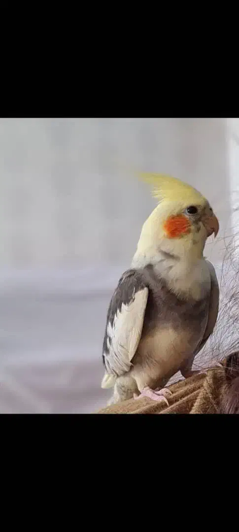 عروس هلندی گم شده|حیوانات|همدان, |دیوار