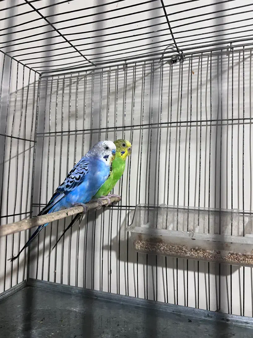 مرغ عشق مولد|پرنده|تهران, بازار|دیوار