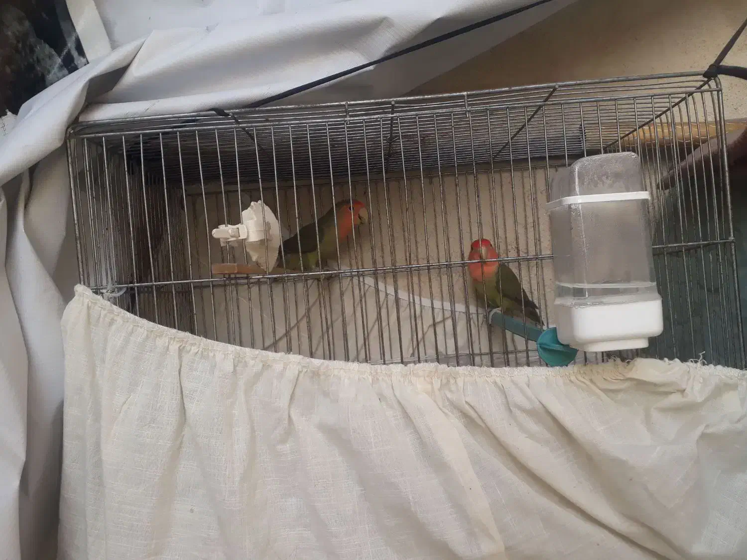 یک جفت طوطی برزیلی بازیگوش|پرنده|نسیم‌شهر, |دیوار