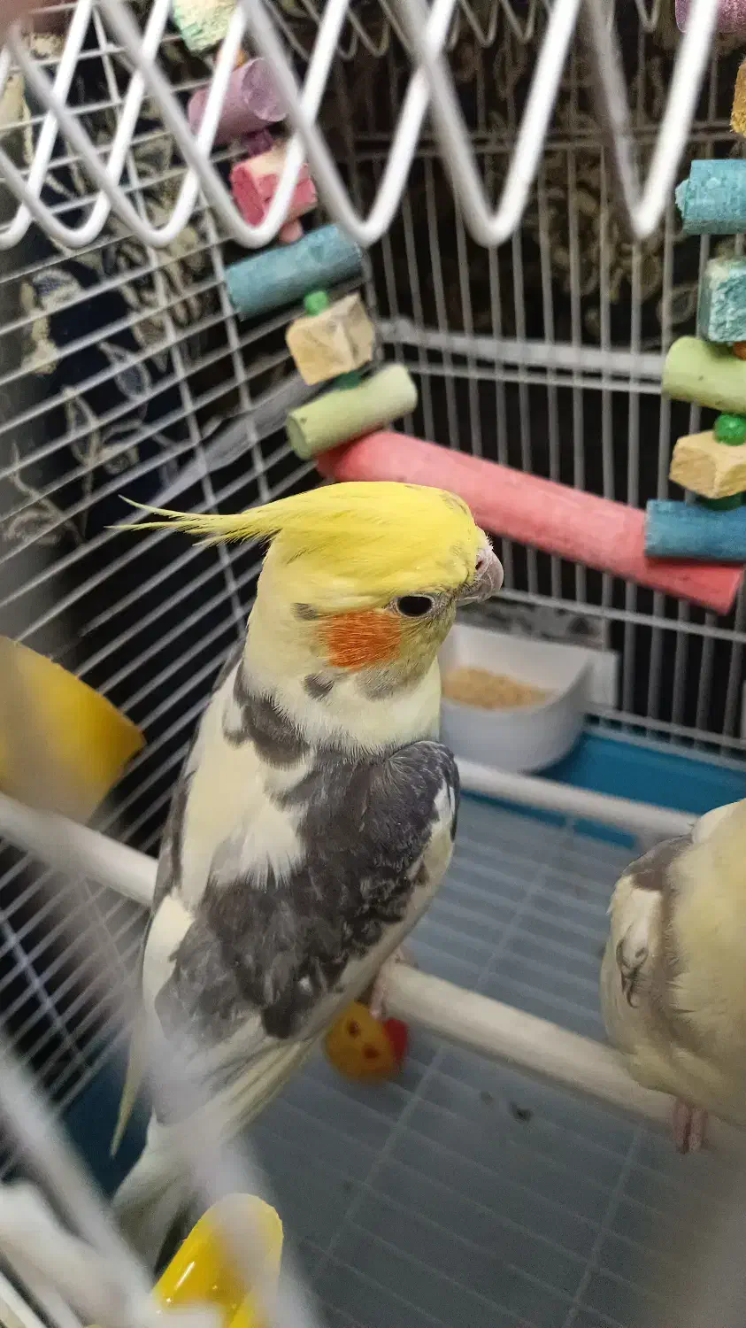 عروس هلندی نر مست|پرنده|فردیس, شهرک ناز|دیوار