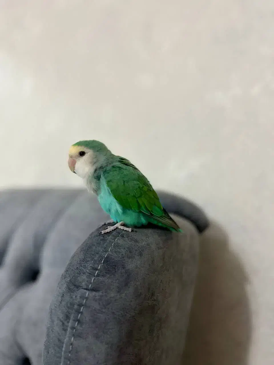 طوطی برزیلی آشتی|پرنده|بندرعباس, |دیوار