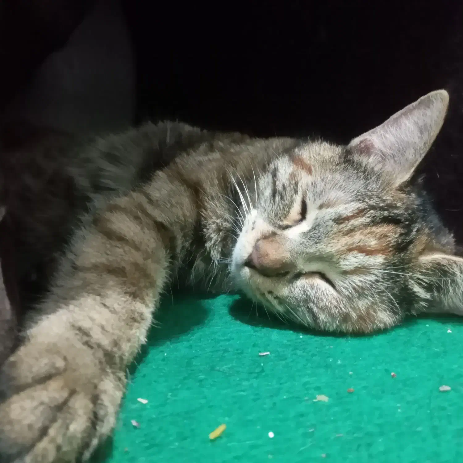 واگذاری بچه گربه|گربه|مشهد, کشف|دیوار