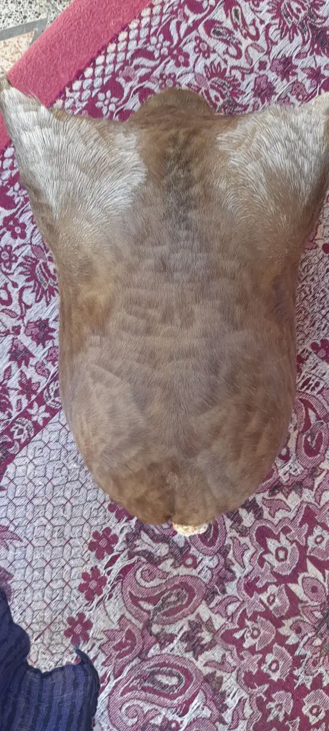 هیزه جا روغن نو|ظروف نگهدارنده، پلاستیکی، یک‌بارمصرف|اندیمشک, |دیوار