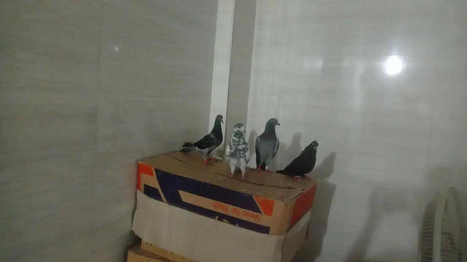 کبوتر پلاکی و رنگی|پرنده|گله دار, |دیوار