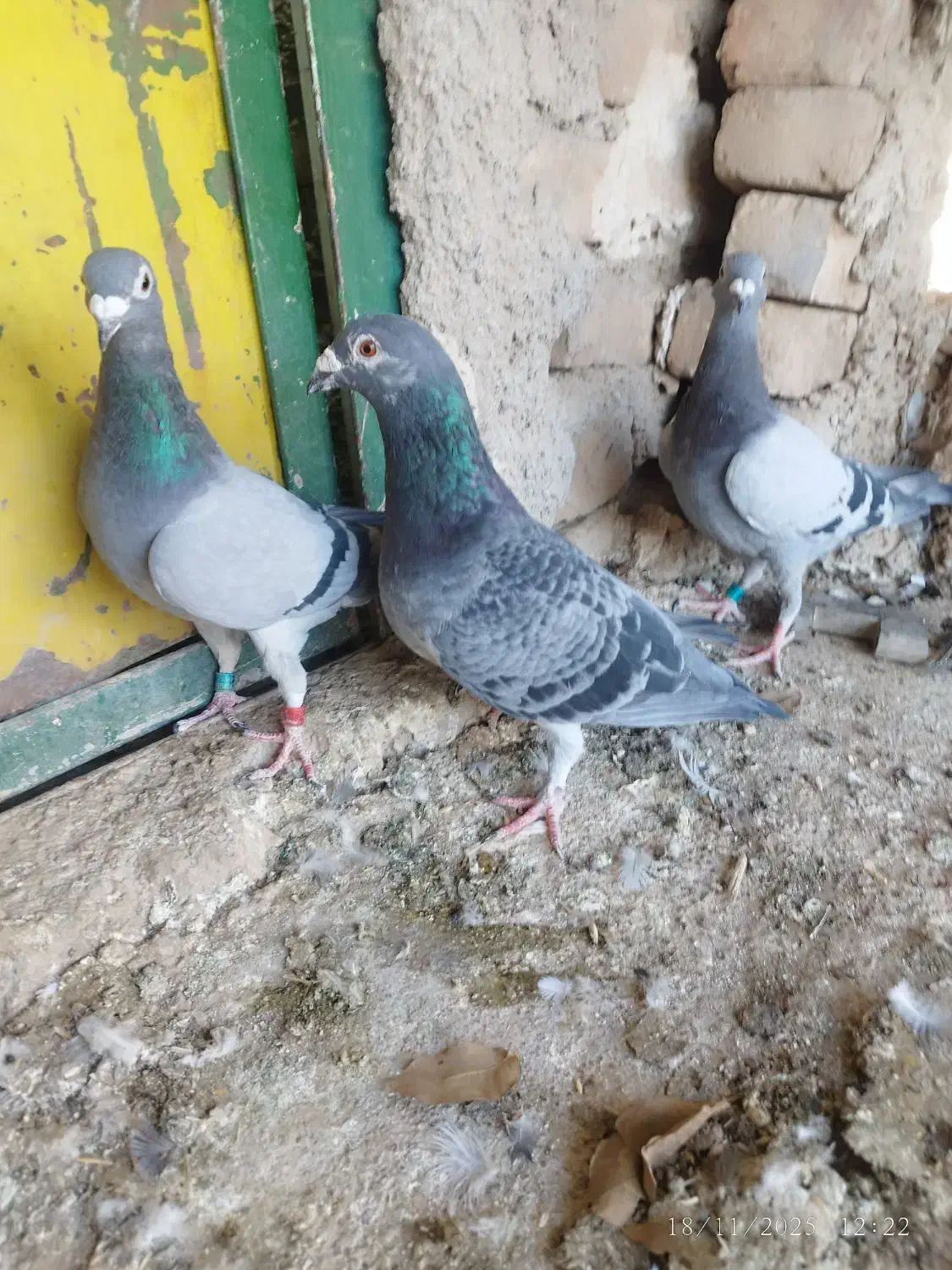 دو عدد ماده و یکی نر مسافتی جوجه نشسته|پرنده|قزوین, |دیوار