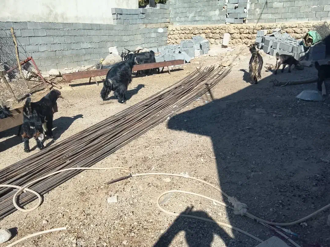 بز زاییده|حیوانات مزرعه|بازفت, |دیوار