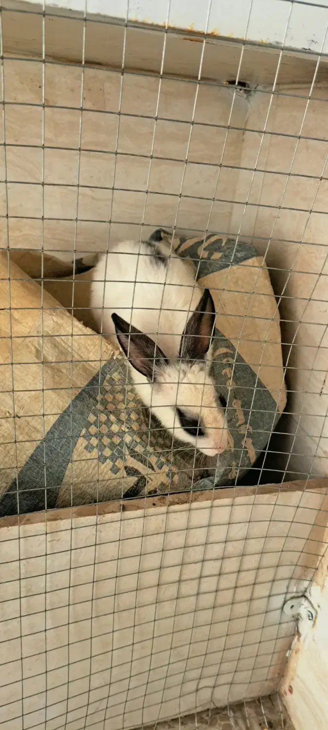 خرگوش|موش و خرگوش|ایلام, |دیوار