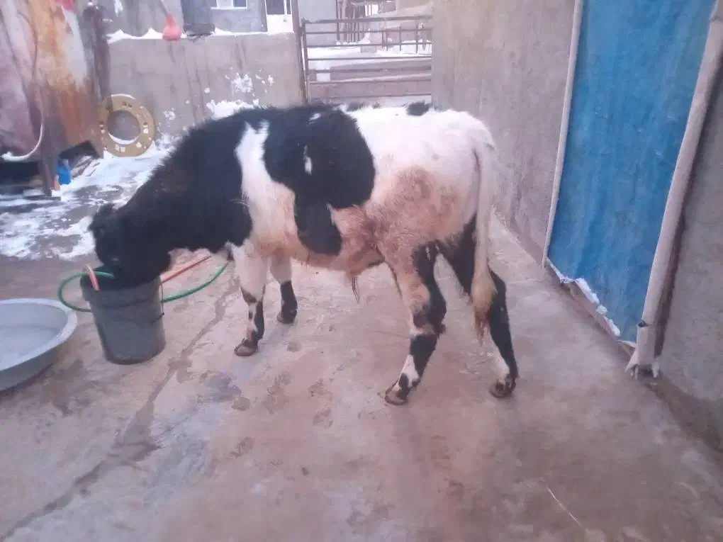 گوساله|حیوانات مزرعه|صوفیان, |دیوار