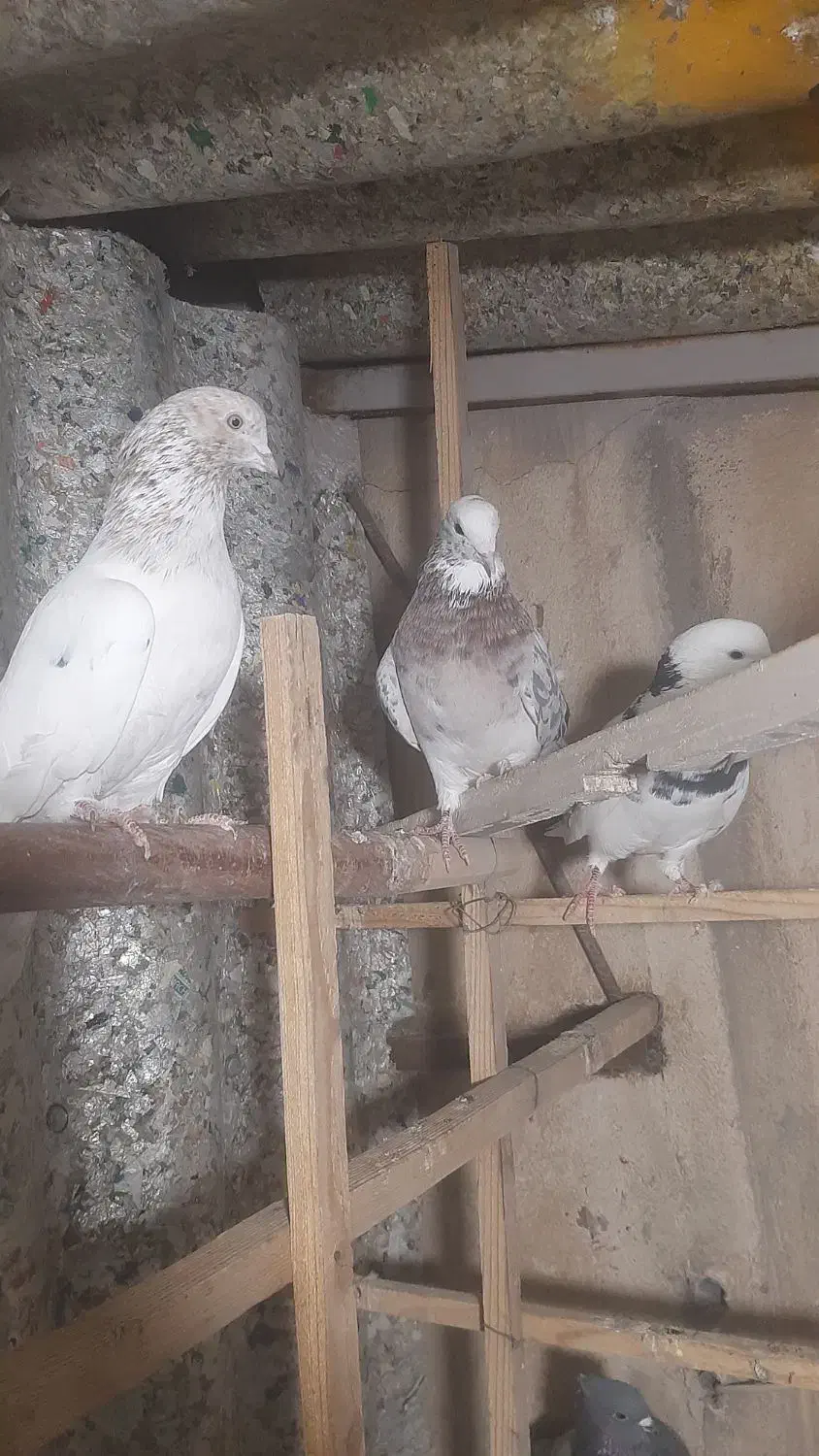 پرنده کبوتر|پرنده|ری, شهید غیوری (ابن باویه)|دیوار