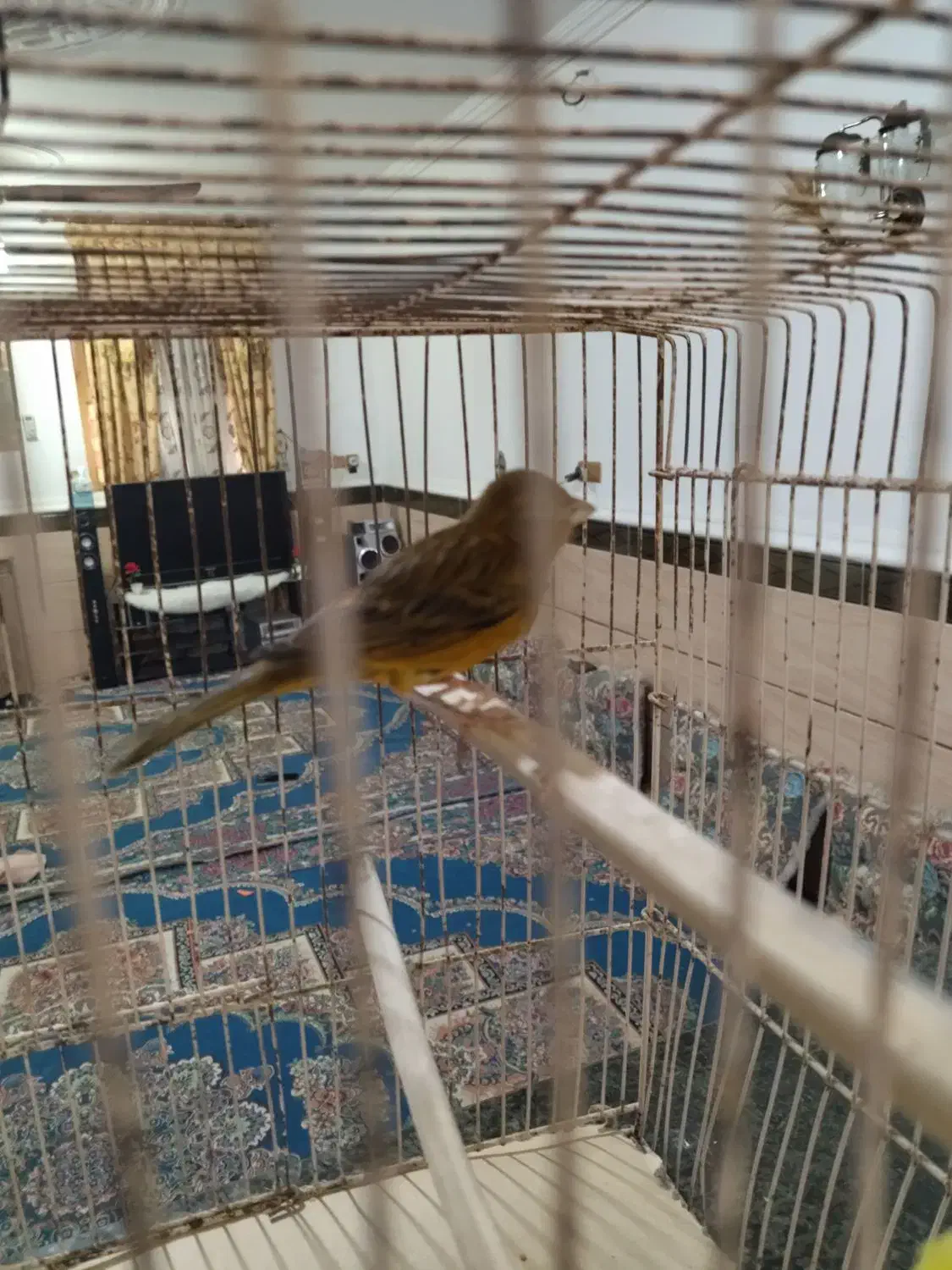 قناری دستی|پرنده|برازجان, |دیوار