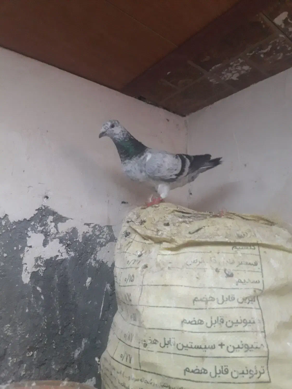 کفتر|پرنده|تربت جام, حافظ|دیوار