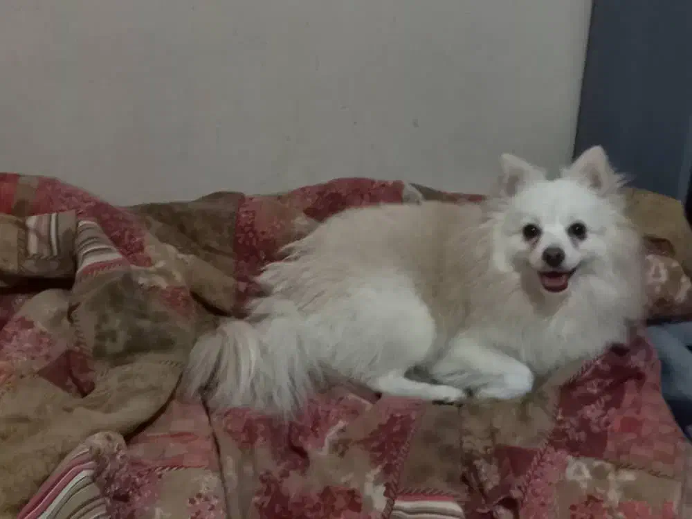 واگذاری سگ پامراشپیتز باامضای تعهدنامه نگهداری خوب|سگ|کرج, المهدی|دیوار