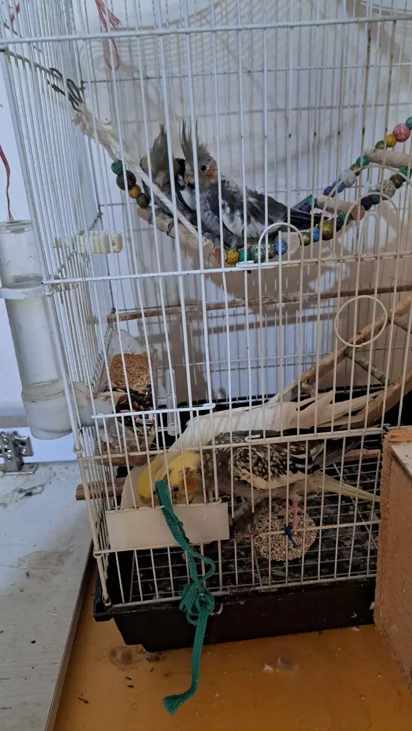 پرنده|پرنده|کوچصفهان, |دیوار