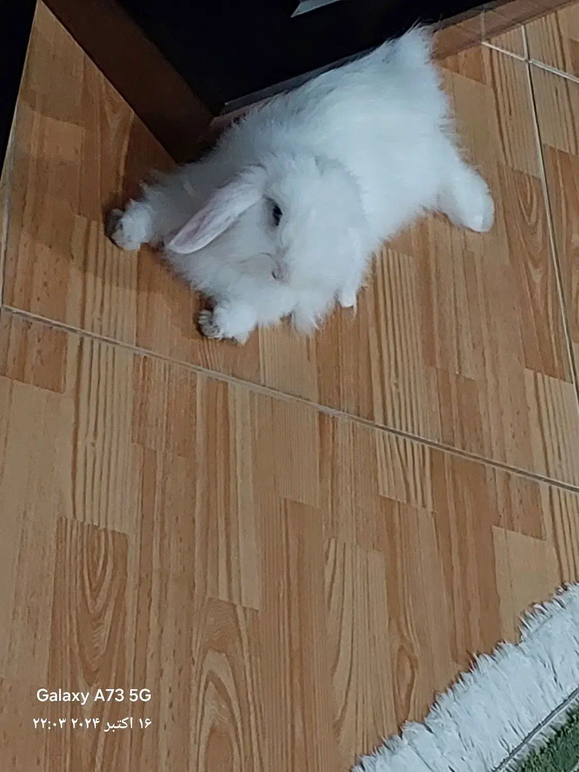 خرگوش لوپ ترکیش چشم آبی|موش و خرگوش|گرگان, |دیوار