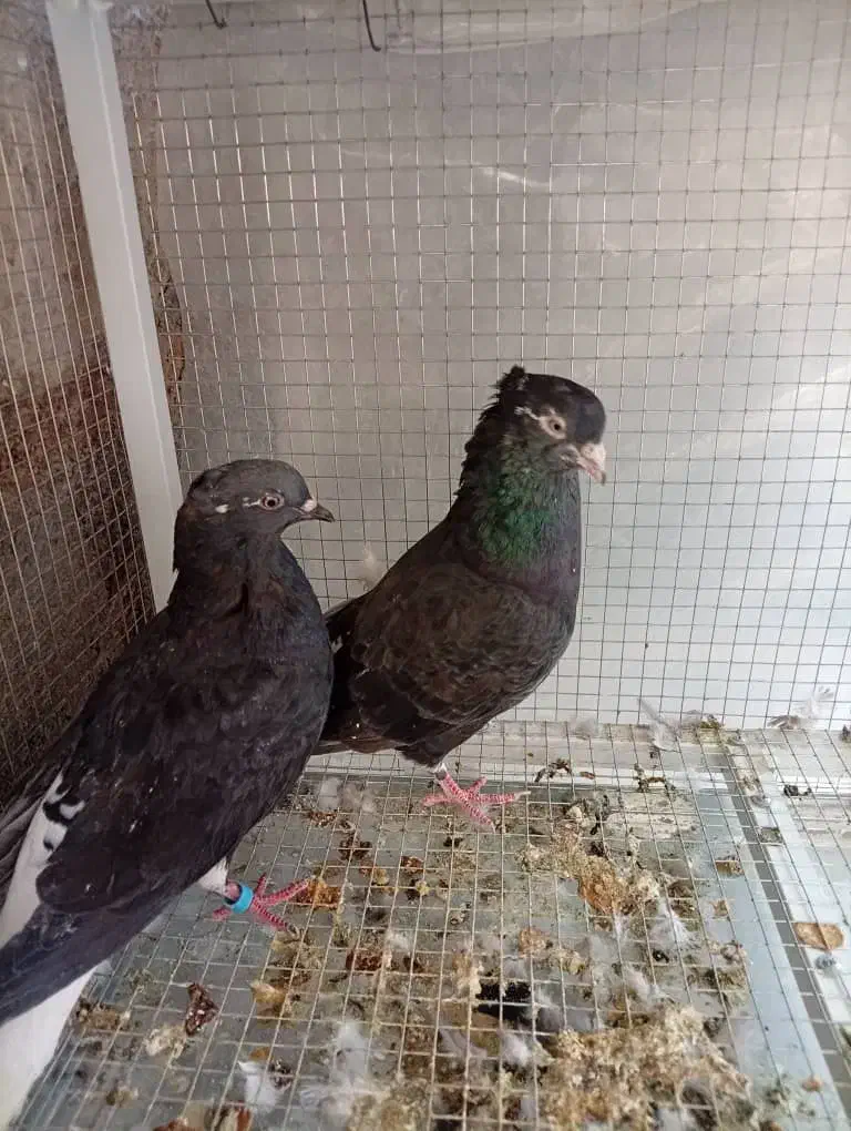 زاغ دم سفید ساده زرد و سیاه قاره مینا|پرنده|مشهد, رده|دیوار