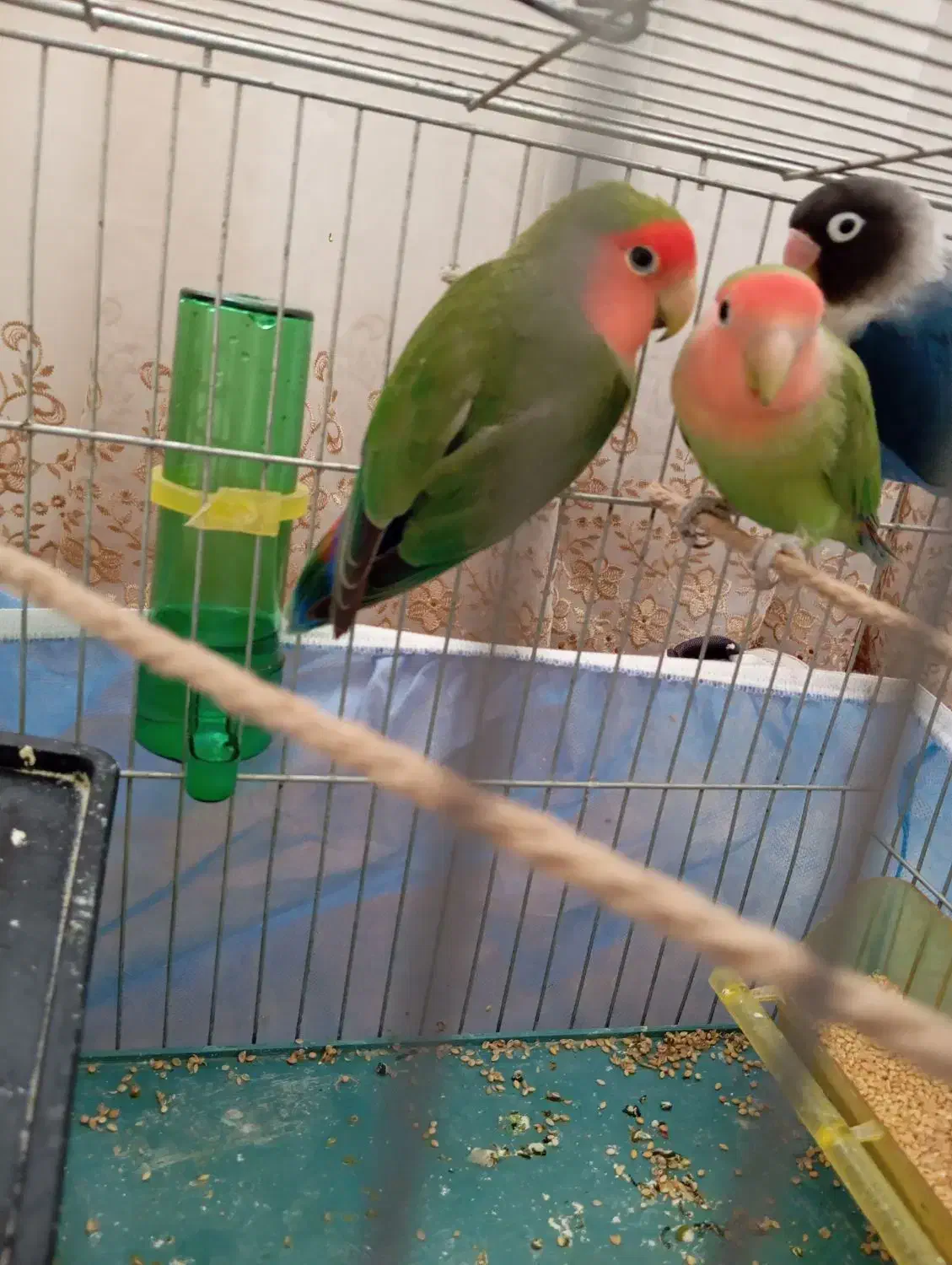 طوطی|پرنده|مهاباد (آذربایجان غربی), |دیوار