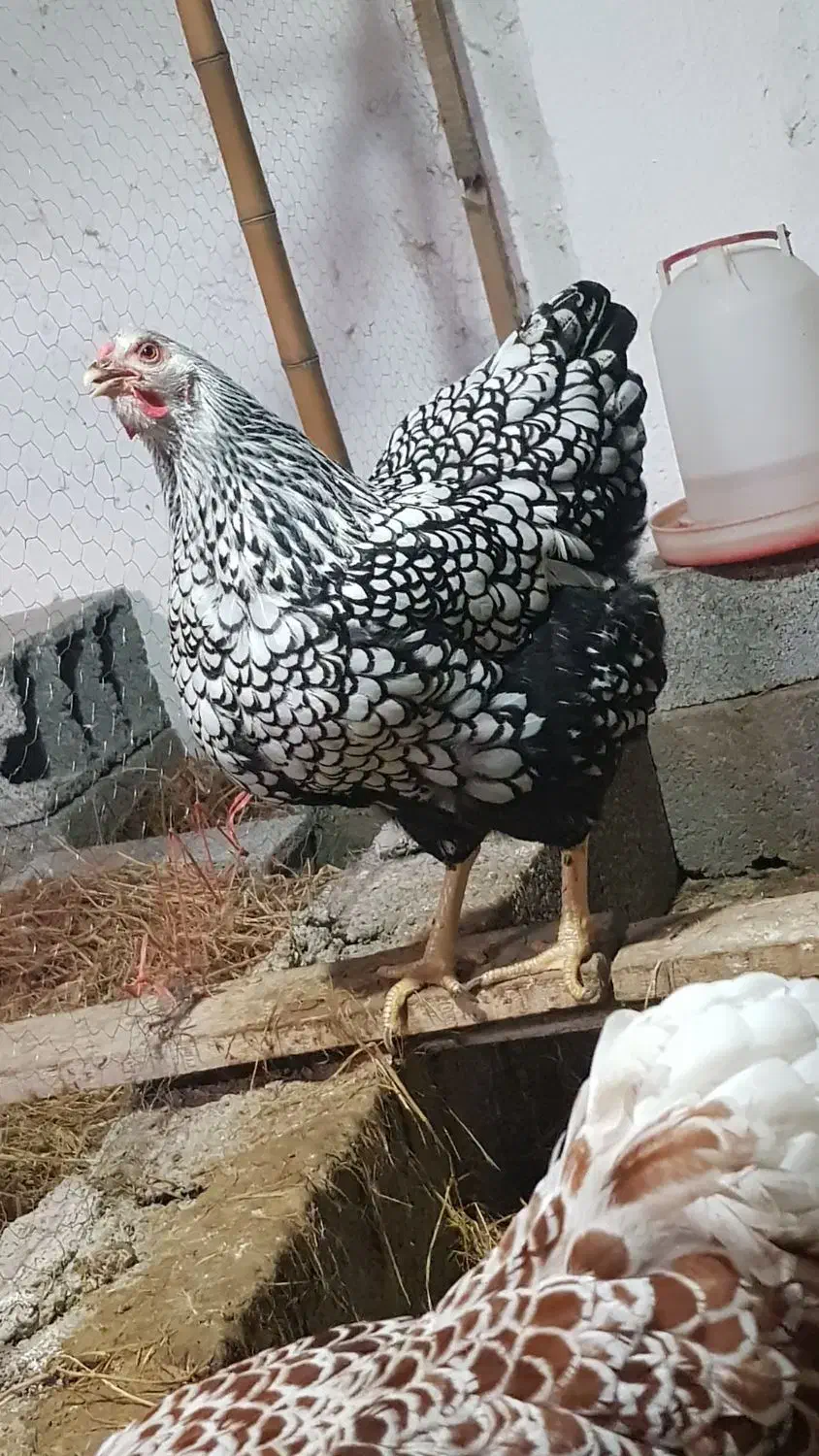 تخم و جوجه|حیوانات مزرعه|رشت, استقامت ۱|دیوار