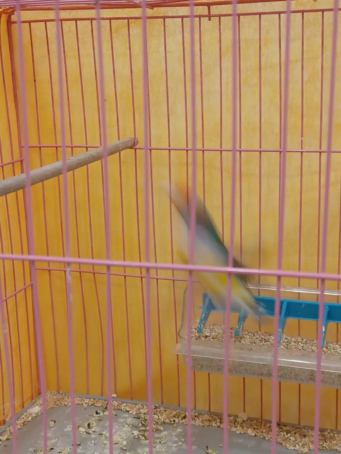 جفت فنچ گلدین زیبا|پرنده|داران, |دیوار