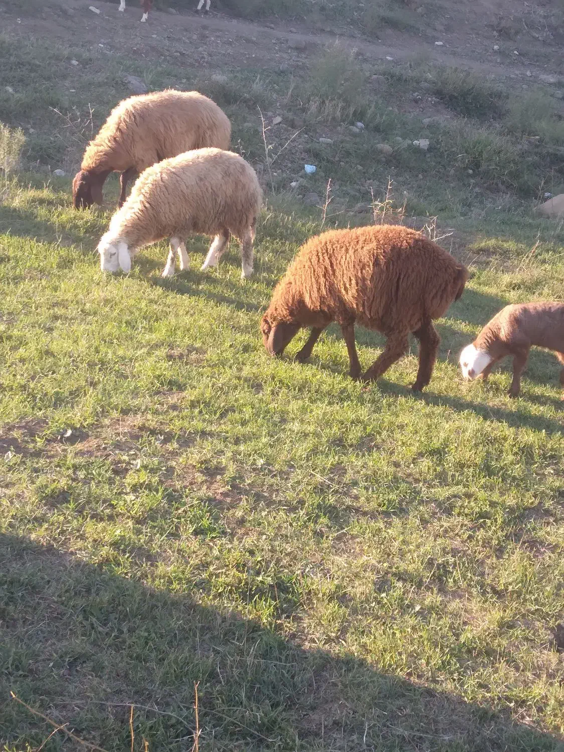 بره نر|حیوانات مزرعه|دره رود, |دیوار