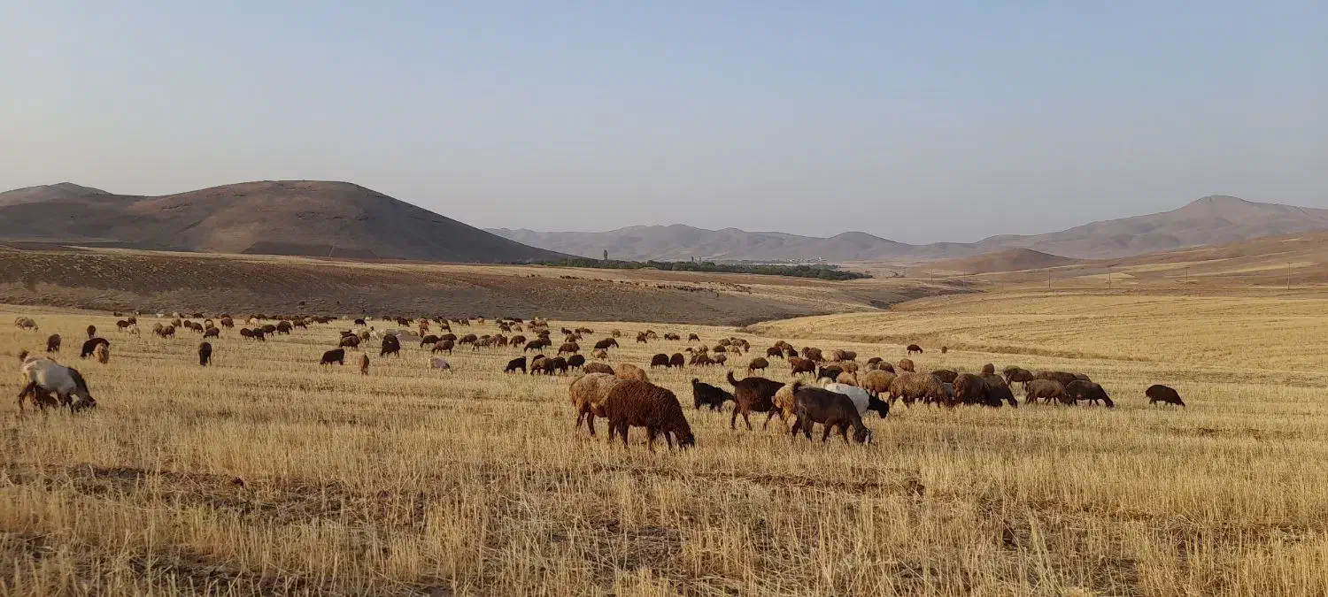 سربریدن و سلاخی گوسفند|حیوانات مزرعه|ملایر, |دیوار