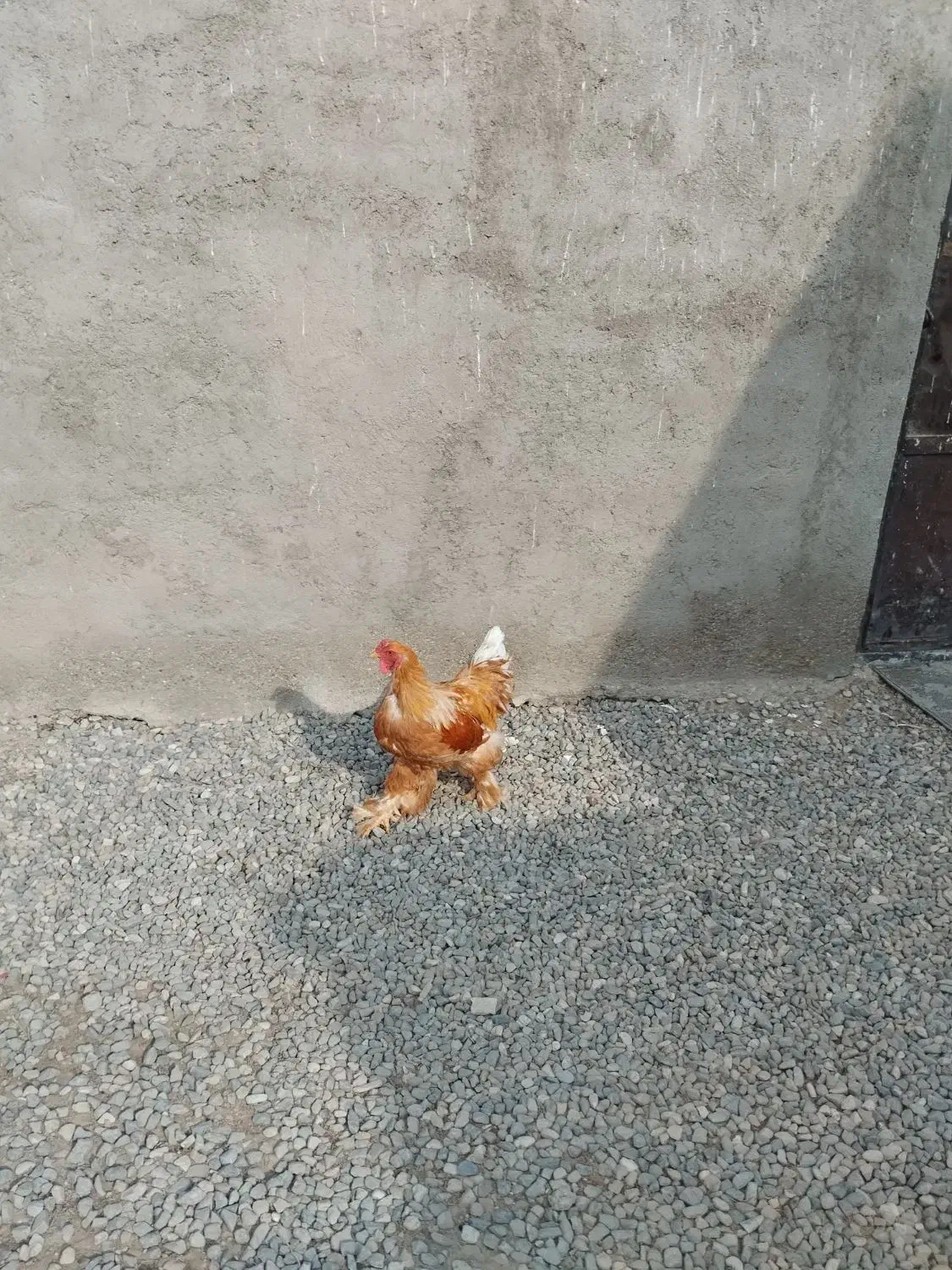 خروس برهما|حیوانات مزرعه|دشتابی, |دیوار