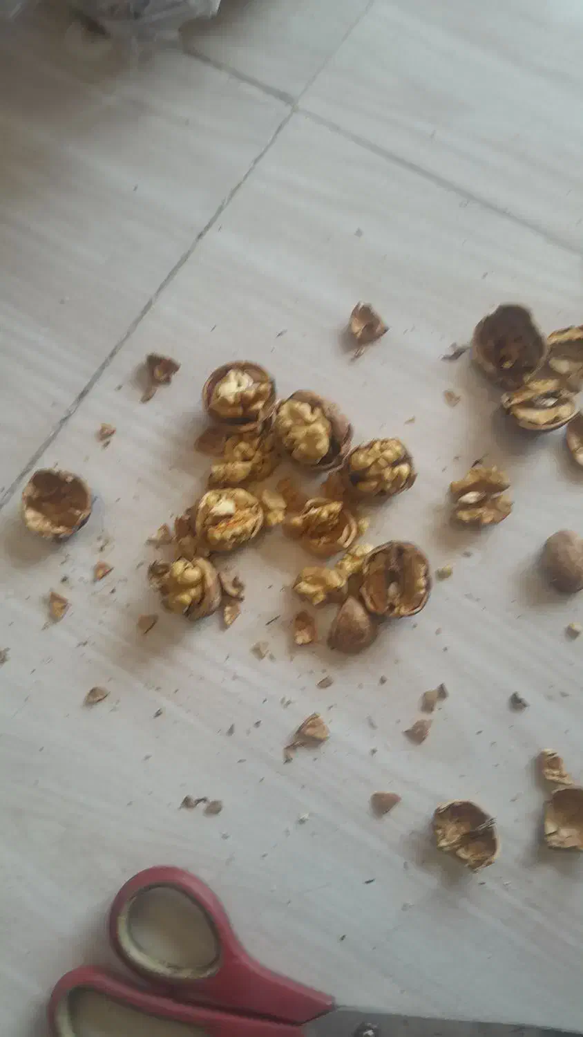 گردودرجه‌یک‌سمت‌بقمچ‌بلوارتوس‌۳۰۰کیلو|خوردنی و آشامیدنی|مشهد, امیرآباد|دیوار