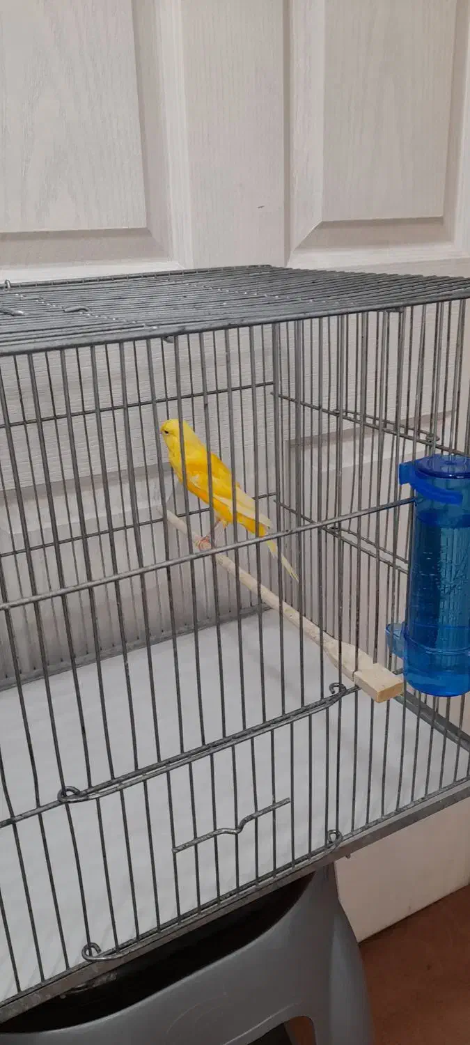 قناری رسمی بلند نر و ماده آماده|پرنده|اندیشه, شهرک صدف|دیوار