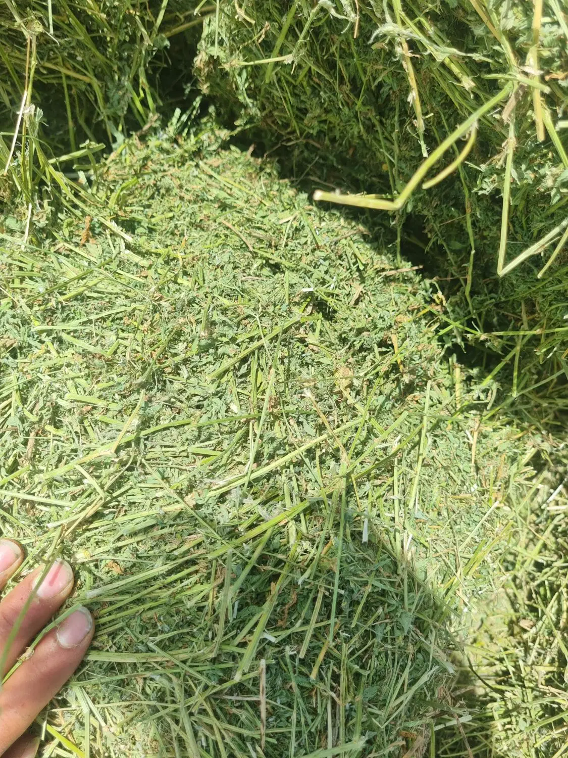 یونجه|خدمات باغبانی و درختکاری|ماهیدشت, |دیوار