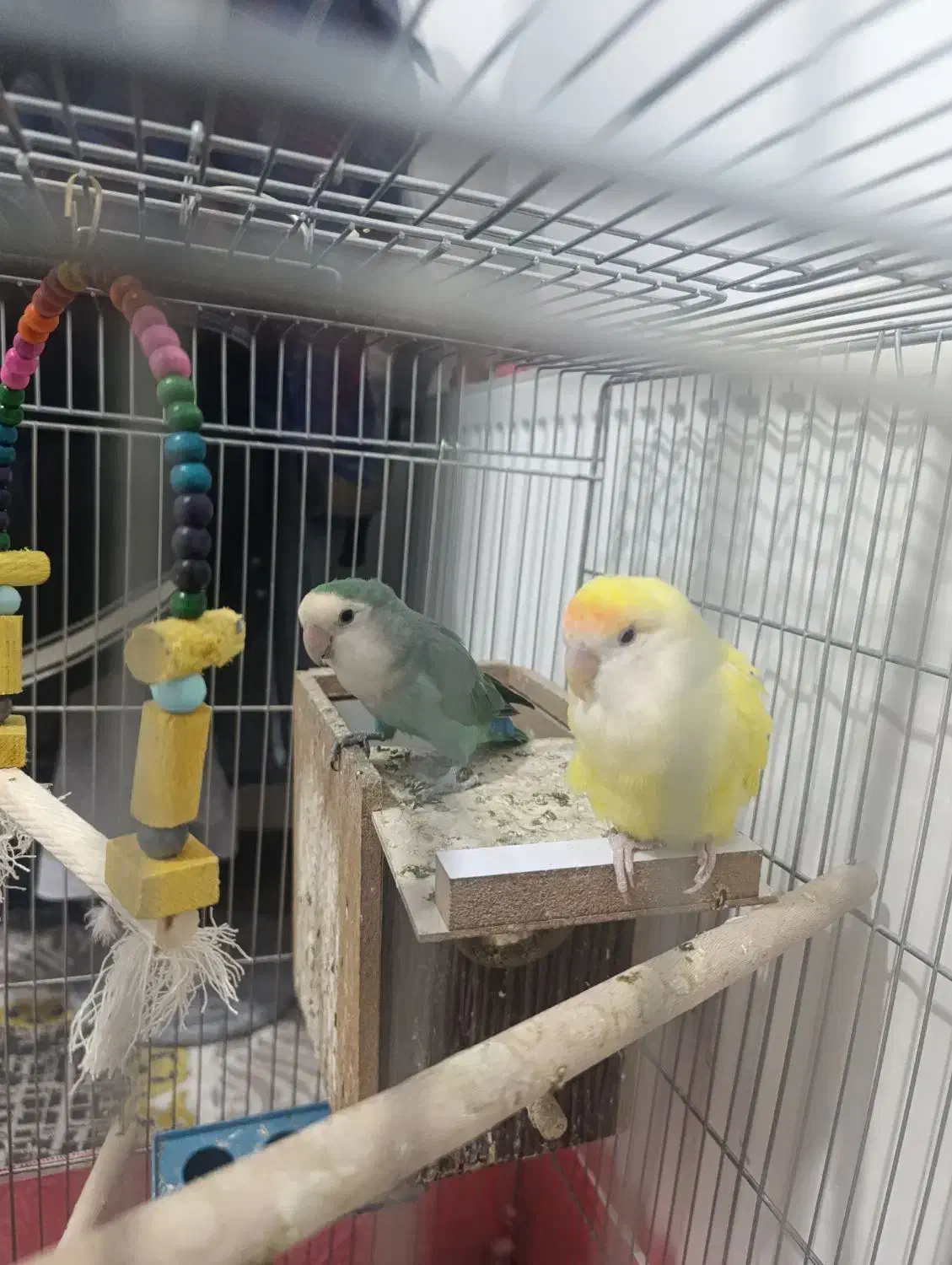 یک جف کوتوله برزیلی ب شرط مولد|پرنده|شهرکرد, |دیوار