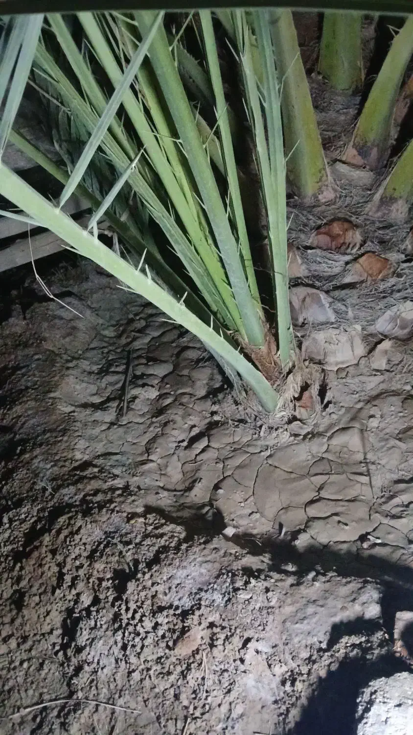 پاجوش نخل برحی|گل و گیاه طبیعی|شادگان, |دیوار